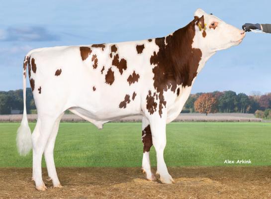 Reno (Rubels x Styx) is met 139 RZG de hoogste nieuwkomer