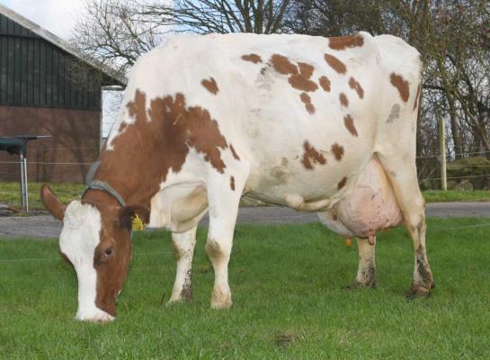Rode Sjerkje 3 werd in december nog getroffen door een colibesmetting, maar geeft inmiddels weer 30 kg melk per dag (foto: Harrie van Leeuwen)