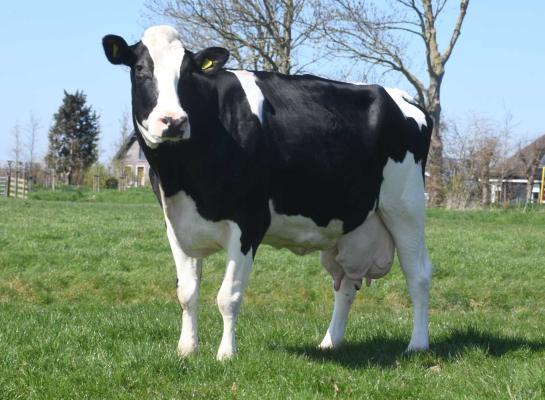Sterkoe Alberdien produceerde tot nu toe bijna 145.000 kg melk (foto: Harrie van Leeuwen)