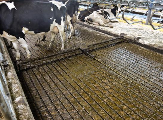 Bij melkveestallen met een emissiearme vloer is het stikstofverlies voor bijna alle staltypen significant hoger dan verwacht op basis van de emissiefactoren op de RAV-lijst (foto ter illustratie)