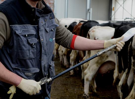Bedrijven met immuniteit als gevolg van een besmetting in combinatie met vaccinatie hadden afgelopen jaar geen verhoogde sterfte door blauwtong