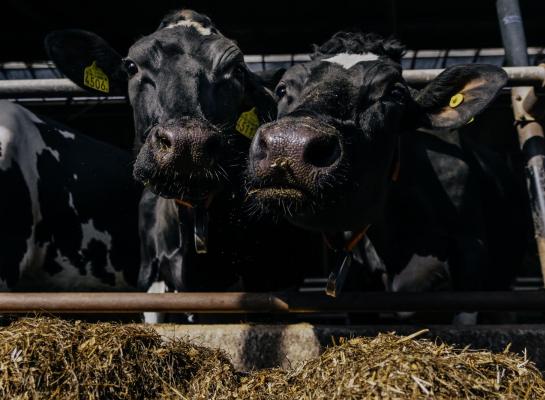 Van alle bedrijven die vorig jaar vaccineerden tegen blauwtong, lukte het 73 procent om tijdig twee maal te vaccineren