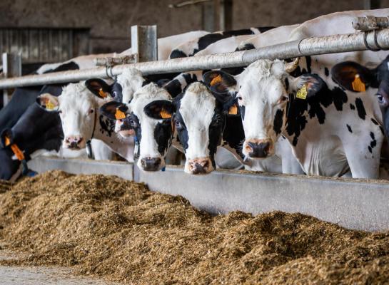 Belgische rundveehouders importeerden vorig jaar 10.589 runderen. Meer dan de helft van de runderen, 63 procent, kwam uit Duitsland