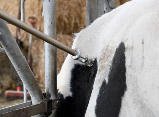 Bedrijven met het statuut ‘ibr-vrij’ of ‘gE negatief in transitie’ mogen hun dieren niet vaccineren
