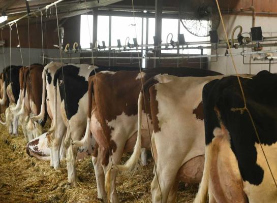 De Zwitserse holsteinkoeien gaven in 2024 gemiddeld bijna 9300 kg melk