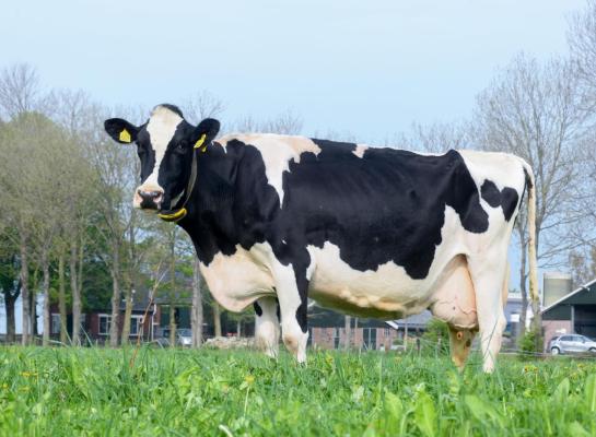 Zandhoeve Pietje 1461 kan zich in haar twaalfde lijst met een lactatiewaarde van 114 nog steeds meten met de beste koeien in de koppel