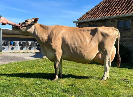Flora 1 ( v. VJ Dee) kreeg 91 punten voor haar exterieur