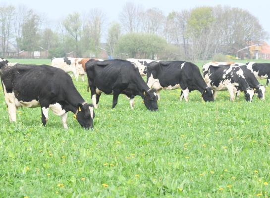 Door een lagere intensiteit hoeven weidende veehouders minder voer aan te kopen. Bovendien beuren ze een hogere melkprijs.  Dit resulteert in een gunstiger saldo voor weidende bedrijven