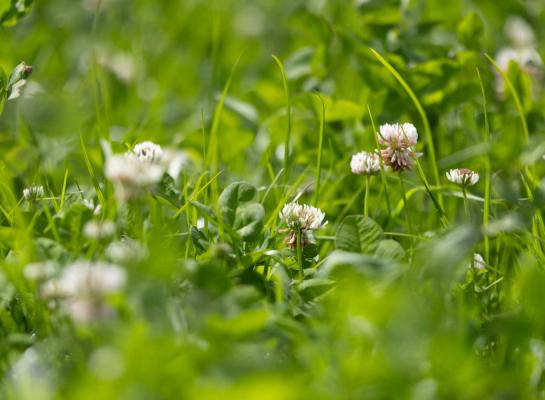 Grasklaver en kruidenrijk gras zijn meer en meer serieuze opties voor eiwitproductie en verlagen krachtvoerkosten