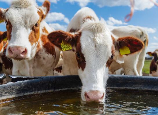 Op warme dagen kunnen koeien tot 200 liter water drinken