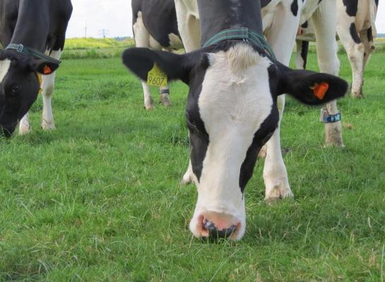 De uitdaging is nu om smakelijk gras zonder stengel aan te bieden