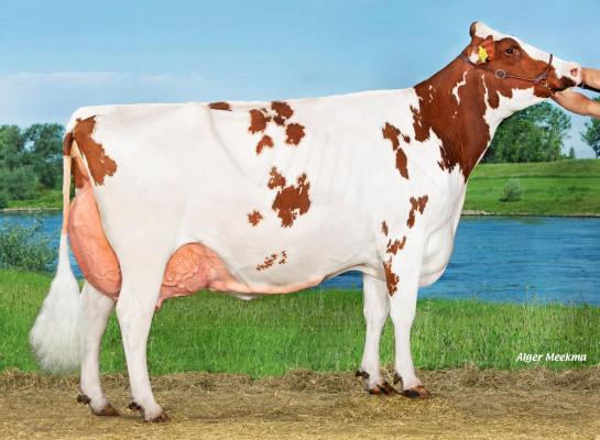 Trillie 171 (v. Carnival) won in 2024 de eerste Nationale Roodbont Show