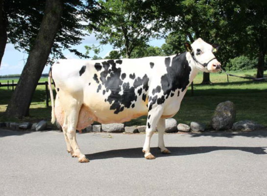 Dieuw 773 (v. Leonidas) won de rubriek ‘parels van Flevoland’ met een productie van 90.000 tot 100.000 kg melk
