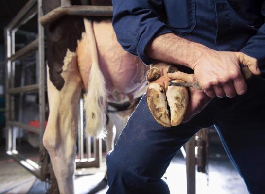 Via fokkerij en selectie is bij zwartbont een vermindering van het aantal klauwaandoeningen met bijna 20 procent gerealiseerd, bij roodbont is dit zelfs bijna 23 procent