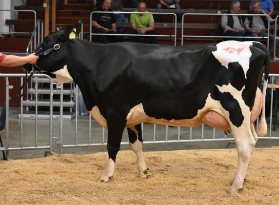 Een van de veilingtoppers in Osnabrück deze week: de Siennavaars bracht 4650 euro op (beeld OHG)
