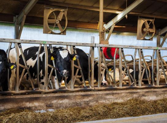 Investeren in maatregelen die hittestress bij droge koeien voorkomen verdienen zich volgens Amerikaanse onderzoeken snel terug.