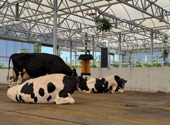 De Duitse vrijloopstal biedt plaats aan maximaal 630 koeien (foto: ID Agro)