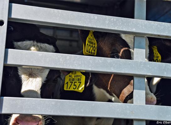 Door nu ook het kalvertransport te erkennen, is de complete route van kalf tot slacht geborgd