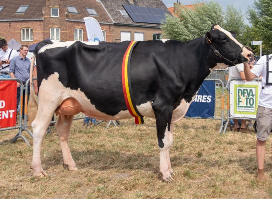 River ten Ruysschaert (v. Mattenhof Genie) wint het algemeen kampioenschap in Wulpen (Foto Regine Foket)