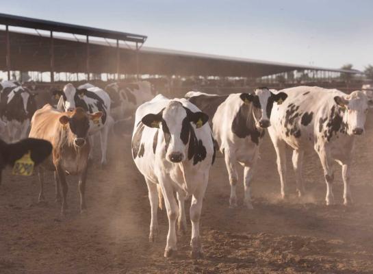 Het aantal vaarzen dat klaarstaat om in de veestapel in te stromen ligt 18 procent lager dan in 2018