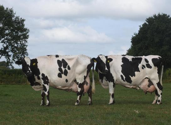 Moeder Evertje 229 (16 jaar) en dochter Evertje 231 (13 jaar) produceerden beide meer dan 10.000 kg vet en eiwit en zijn nog zeer vitaal en productief