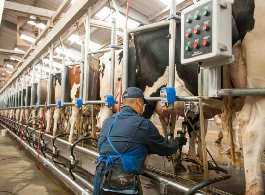 Koeien die ziek werden van vogelgriep produceerden over een periode van 60 dagen zo’n 900 kg minder melk dan verwacht