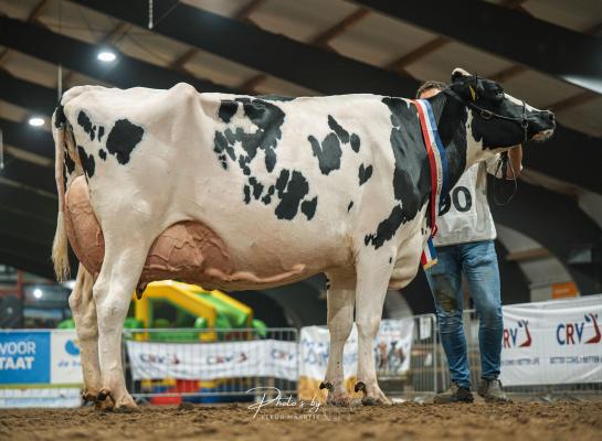 Voor het tweede jaar op rij werd Jolenbroek Luzanna 184 algemeen kampioen in Scherpenzeel (foto: Fleur Maartje Bakker)