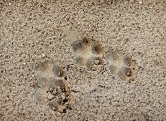 Prenten van een wolvenwelp, waarvan er dit voorjaar minimaal 45 zijn geboren in Nederland (foto: Mariëlle van Uitert, BIJ12)