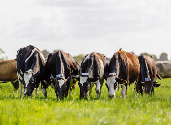 Uit onderzoek op Dairy Campus blijkt dat draadloos weiden geen negatieve effecten heeft op het dierwelzijn en de gezondheid, productie en gedrag van koeien