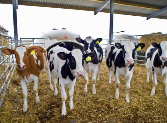 Veel Britse kalveren komen uit rietjes met gesekst sperma