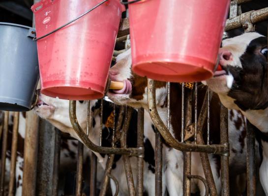 De onderzoekers vermoeden dat het voeren van antibioticamelk op lange termijn bijdraagt aan de ontwikkeling van resistente bacteriën bij melkkoeien