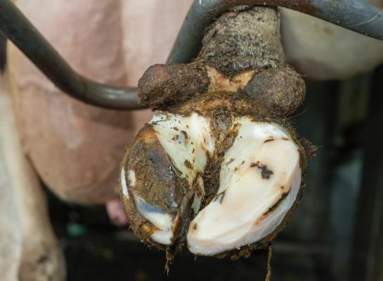 De fokwaarde klauwgezondheid van holsteinkoeien stijgt sinds 2018 met ruim 0,5 punt per jaar