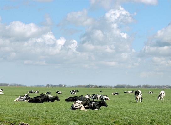 Behoud van het areaal grasland is een voorwaarde voor veehouders die deelnemen aan de subsidieregeling extensivering melkveehouderij