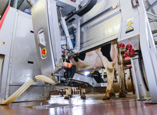 Nederland is na Zweden het land dat de meeste octrooien heeft aangevraagd voor de toepassing van nieuwe digitale melktechnologie
