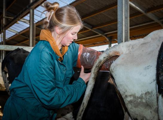De bijdrage van de fokwaarde dochtervruchtbaarheid aan de NVI-formule is sinds 2007 verhoogd van 8 naar 16 procent