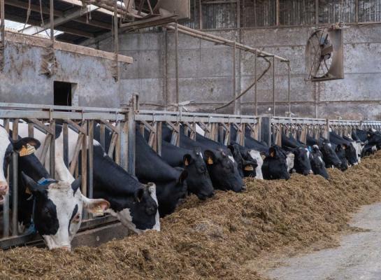 Het stoppen van bedrijven heeft volgens Boerenbond op termijn rampzalige gevolgen voor de voedselproductie
