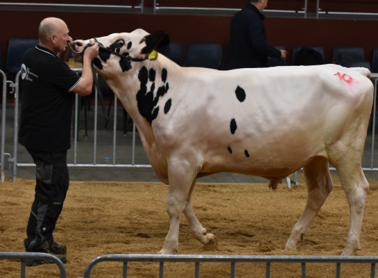 De hoogste stierenprijs in Osnabrück van 6400 euro was voor een zoon van Genius  (foto: OHG)