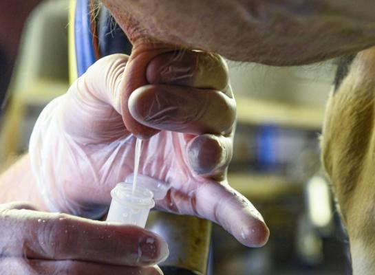 De bevraagde melkveehouders nemen slechts zelden melkmonsters voor onderzoek bij mastitisgevallen