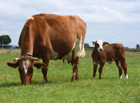 Kalf en koe samenhouden heeft invloed op de prestaties van zowel kalf als koe