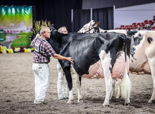 In Madison was Altona Lea Unix Herminie al de sterkste in de oudste rubriek koeien (foto: Guillaume Moy)