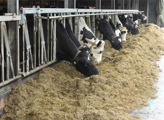 De variatie in methaanemissie van graskuilen blijkt hoger dan tot nu toe verondersteld