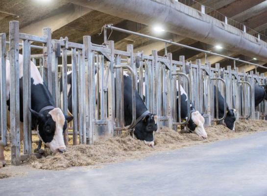 De decemberdraai zorgt weer voor veel fokkerijnieuws (foto: Eric Elbers)