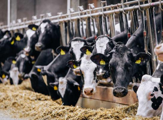 Het aantal melkkoeien bleef in Duitsland met 3,14 miljoen vrijwel gelijk aan vorig jaar