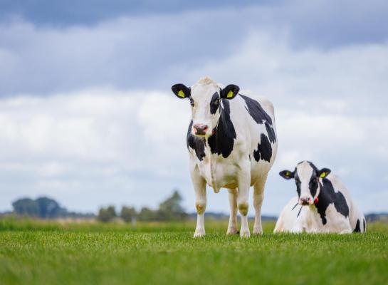 De Nederlandse consument verwacht dat zuivelproducten afkomstig zijn van koeien die weiden
