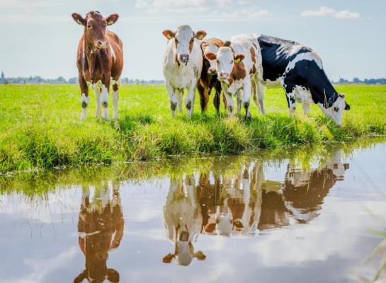 De daling van het aantal weidende runderen lijkt structureel