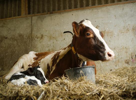 Uit de resultaten blijkt dat alle belangrijke vruchtbaarheidskengetallen gelijk waren bij de koeien die waren behandeld met een antibioticum of met het kruidenmiddel