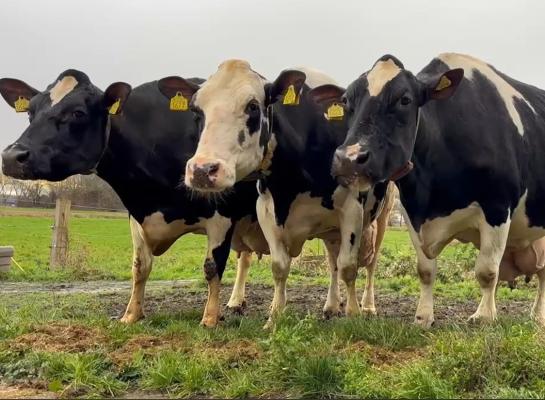 Van links naar rechts: Batenburg Marie 2169 (v. Shogun), Batenburg Galto 2177 (v. Fidelity) en Batenburg Ginster 2164 (v. Surprise) waren in één mpr samen goed voor een levensproductie van 30.000 kg vet en eiwit (beeld: Jeanet Brandsma)