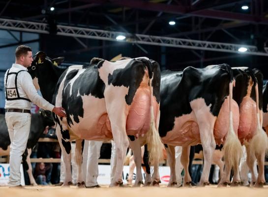 Heerenbrink Angelina won dit jaar voor de derde keer het algemeen kampioenschap zwartbont op de HHH-show (foto: Els Korsten)