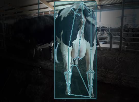 Met behulp van AI worden de koeienfoto's geanalyseerd (foto Ulrich Böckmann)