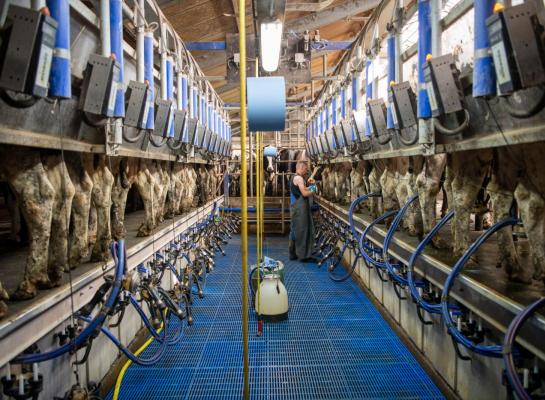 Het in 2025 extra gevoerde krachtvoer is slecht benut. Bijna 400 kg extra per koe leverde gemiddeld ‘slechts’ 500 kg extra melk op